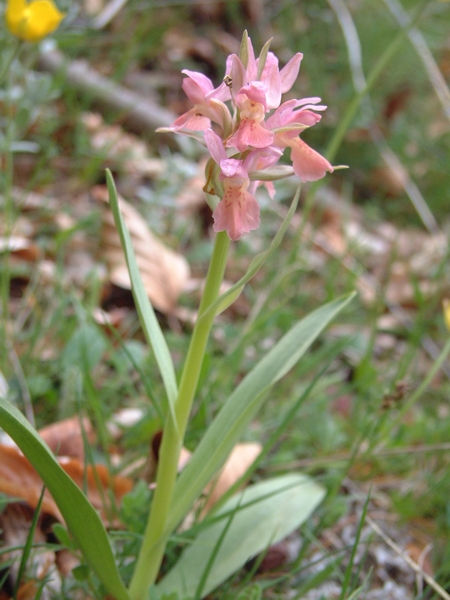 Dactylorhiza sambucina / Orchide sambucina